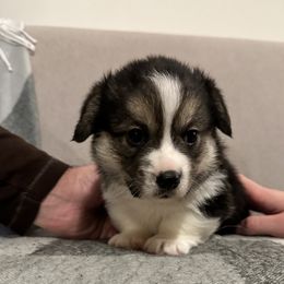 German Shepherd and Pembroke Welsh Corgi Puppies from Top Shepherd Perlez