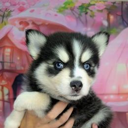 Lightning -2200 - Black and white male Pomsky puppy in Spring Hill, Florida from www.PuppyTimeEmporium.com