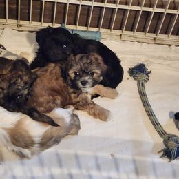 Shichon Puppies from Tri-County Kennels
