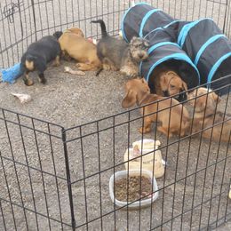 Dachshund Puppies from Grand River Dachshunds