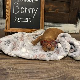 Benny - Apricot male Goldendoodle puppy in Birmingham, Alabama from Ivy’s Doodles