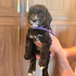Solid black female - Black female Goldendoodle puppy in Vallejo, California from Well Rooted Doodles