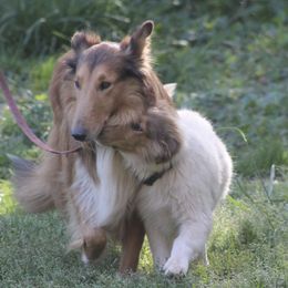Collies from Horseshoe Mountain Collies