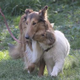 Collies from Horseshoe Mountain Collies