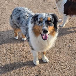 Finnegan - Australian Shepherd