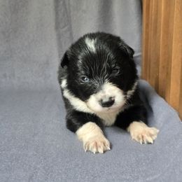 Ghost - Black and white male Border Collie puppy in East Brady, Pennsylvania from Riverwood