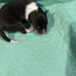 Ross - Black tan and white male Rat Terrier puppy in Savoy, Texas from Rockin EZ Rat Terriers