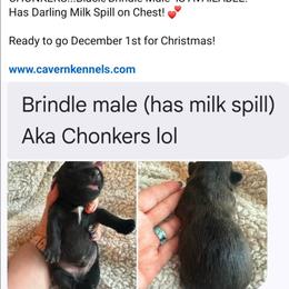 CHONKERS - Black brindle male Scottish Terrier puppy in Crossville, Tennessee from Cavern Kennels