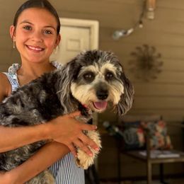 Aussiedoodle, Miniature Australian Shepherd, and Toy Australian Shepherd All Grown Up from Cotton Country Kennels