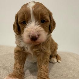 Yellow collar girl - Red  female Goldendoodle puppy in Ridgewood, New Jersey from Jessie’s Doodles