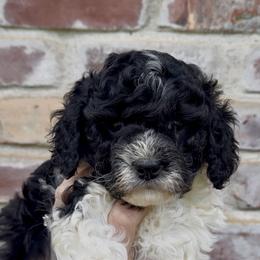 Black Parti - Black and white female Cavapoo puppy in Redding, California from Lipscomb Doodles