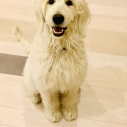 Cavapoo, Goldendoodle, and Poodle All Grown Up from Alpine Poodle and Doodle