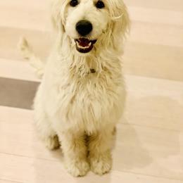 Cavapoo, Goldendoodle, and Poodle All Grown Up from Alpine Poodle and Doodle