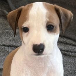 Desert Lily - Red female Italian Greyhound puppy in Tempe, Arizona from Desert Sky Italian Greyhounds