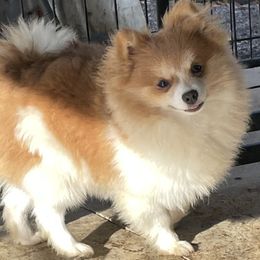 Izzy - Pomeranian