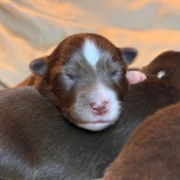 Puppy 2 - Red tri male Miniature Australian Shepherd puppy in Massapequa, New York from All That Auss Mini Aussies