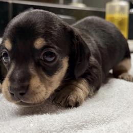 Boy 1 - Black and cream male Dachshund puppy in Gearhart, Oregon from SunnySeaDachs