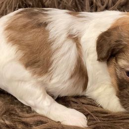 Shihpoos from Primmrose Kennels
