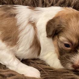 Shihpoos from Primmrose Kennels