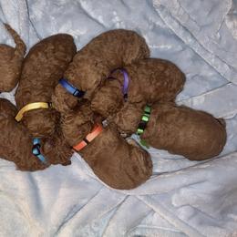 Goldendoodle puppies from BK3 Miniature Goldendoodles