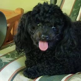 Poodles from Pepper hill poodles