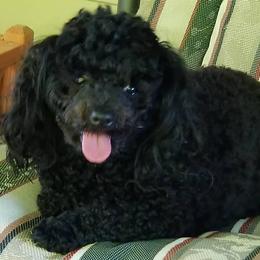 Poodles from Pepper hill poodles