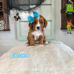 Cosmo - Red  female Goldendoodle puppy in West Haven, Utah from Split Mountain Doodles