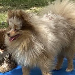 Paris - Pomeranian