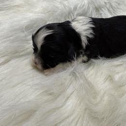 Black and white girl 1 - Black and white female Shihpoo puppy in Newark, Ohio from Gemini Kennels