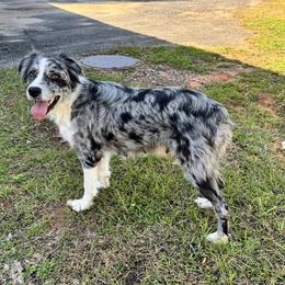 Peridot - Australian Shepherd