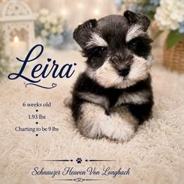 Leira AKC - Black and silver female Miniature Schnauzer puppy in Pelzer, South Carolina from Schnauzer Heaven Von Longbach