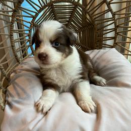 James - Red tri-color male Australian Shepherd puppy in Grants Pass, Oregon from Carmel Mountain Aussies