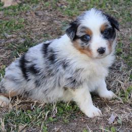 Olympia - Blue merle female Australian Shepherd puppy in Kansas, Oklahoma from Windy G Farm