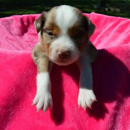 Skye - Red merle female Toy Australian Shepherd puppy in Forney, Texas from Texas Talent Toy Aussie's and Labs
