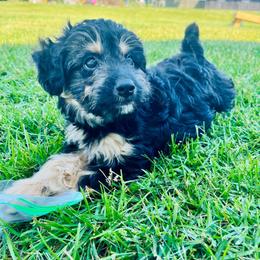 Rylee - Black phantom female Aussiedoodle puppy in Hamilton, Michigan from White Pine Farm