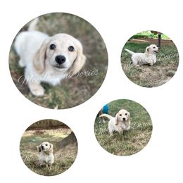 Pepper (Boy 1) - Cream male Dachshund puppy in Chehalis, Washington from McJazzin Doxies