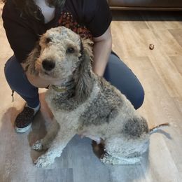 Misty - Goldendoodle
