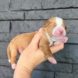 Girl 1 - Brown and white female Bernedoodle puppy in Phoenix, Arizona from Doodles of the Desert