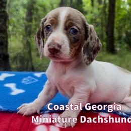 Chocolate Dappled Piebald With Tons Of White - Dapple male Dachshund puppy in Brunswick, Georgia from Coastal Georgia Miniature Dachshunds