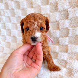 Peach - Golden female Cockapoo puppy in Ellaville Ga, Georgia from Lakeside Cockapoos