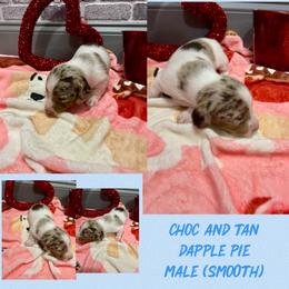 Dapple pie - Chocolate and tan male Dachshund puppy in Lakeland, Florida from Berry Dachshunds