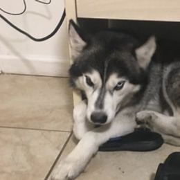 Alaskan Huskies from Mizzies the east sy likkas