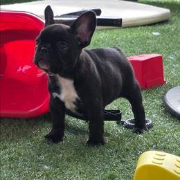 Cora - Brindle female French Bulldog puppy in Polk City, Florida from Best Friend Frenchies, LLC