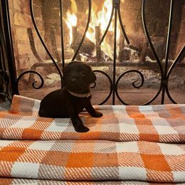 White Collar - Brown male Boykin Spaniel puppy in Hurtsboro, Alabama from PARK’s Family Farm