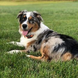 Australian Shepherd Puppies from Diamond Aussies N the Rough