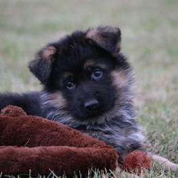 German Shepherd Puppies from Drache Feld