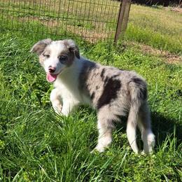 Noble - Blue merle male Border Collie puppy in Piedmont, South Carolina from Soaring Borders Border Collies