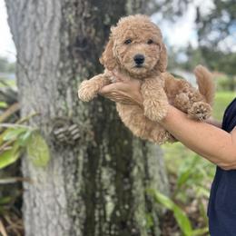September - Apricot Goldendoodle puppy in Bradenton, Florida from Doodle Acres