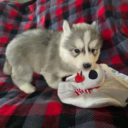 Silver bells - Gray and white female Siberian Husky puppy in Kansas City, Missouri from Anuun's Huskies