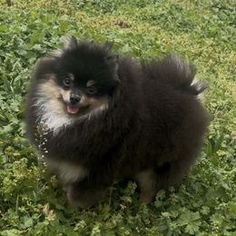 Halo - Pomeranian